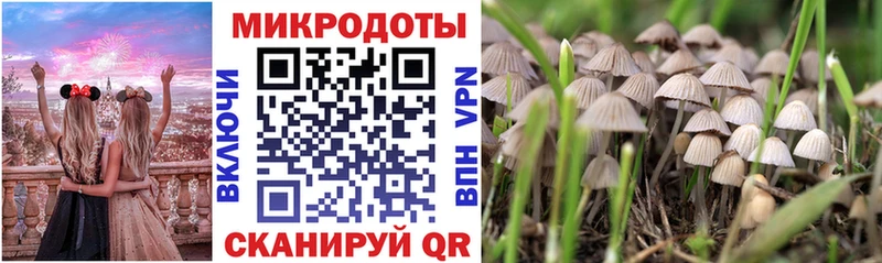 Галлюциногенные грибы Psilocybe  Купить где  Высоцк 